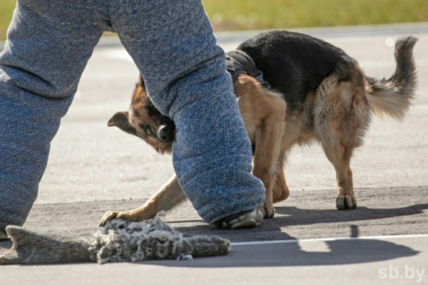Уже в эти выходные! В Бресте будут соревноваться профессиональные кинологи Уже в эти выходные! В Бресте будут соревноваться профессиональные кинологи