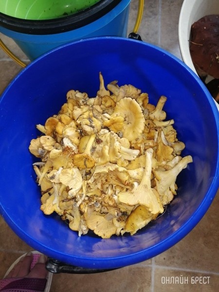 
                Читательница: Мой грибной «улов». Малоритский район, 6 августа
            