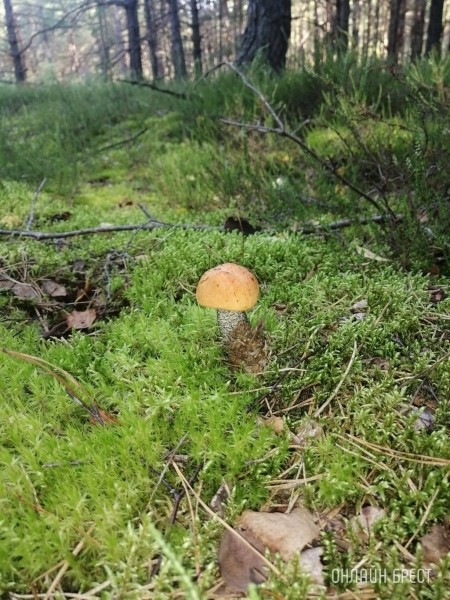 
                Читательница: Мой грибной «улов». Малоритский район, 6 августа
            