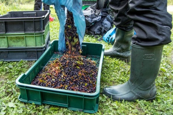 Сколько белорусам платят за заготовку овощей, фруктов и даров леса? Рассказали в Белкоопсоюзе Сколько белорусам платят за заготовку овощей, фруктов и даров леса? Рассказали в Белкоопсоюзе