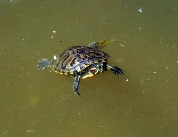 А вы видели в озере Брестского парка культуры и отдыха черепах? Оказывается, они там есть А вы видели в озере Брестского парка культуры и отдыха черепах? Оказывается, они там есть