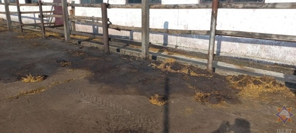 В Пружанском районе при пожаре погибли 16 телят