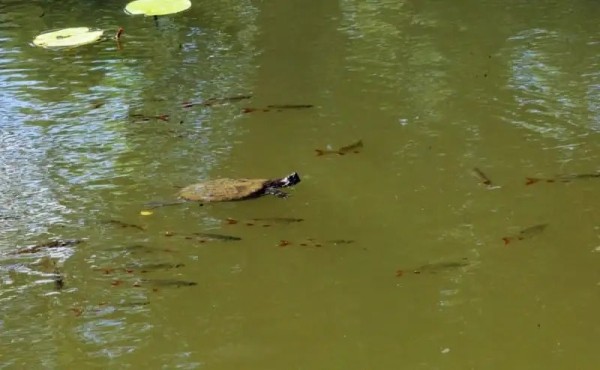 А вы видели в озере Брестского парка культуры и отдыха черепах? Оказывается, они там есть А вы видели в озере Брестского парка культуры и отдыха черепах? Оказывается, они там есть