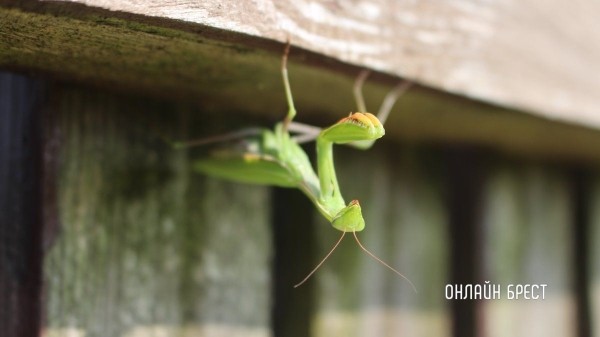 
                Читатель: Вот такую живность встретила на участке! Богомол
            