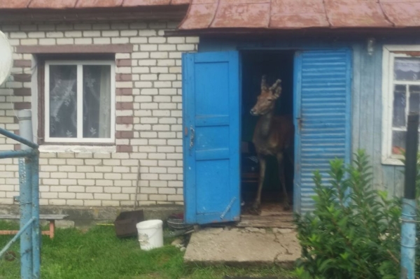 В Беларуси олень напугал женщину в лесу и собрал более 1,5 млн просмотров в TikTok. Поговорили с его хозяином В Беларуси олень напугал женщину в лесу и собрал более 1,5 млн просмотров в TikTok. Поговорили с его хозяином