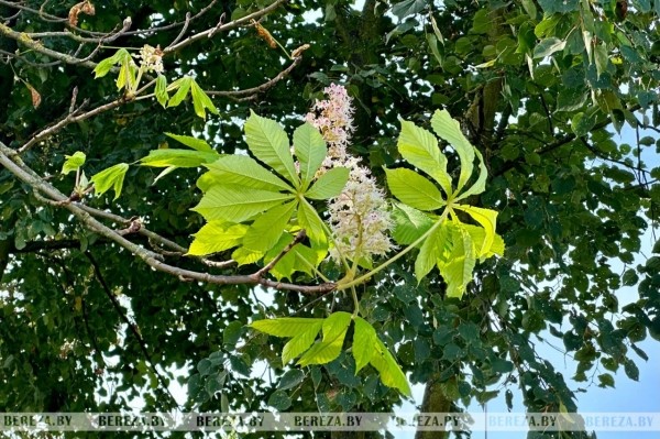 В Березе повторно зацвели каштаны. Фотофакт