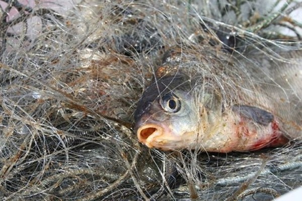 Большой штраф за незаконную ловлю рыбы получил житель Барановичей