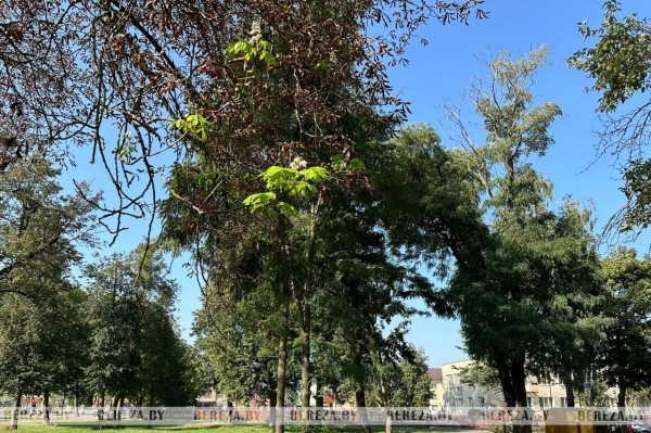 В Березе повторно зацвели каштаны. Фотофакт