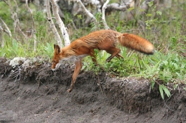 Вакцину от бешенства разбросают с самолетов в четырех областях Беларуси