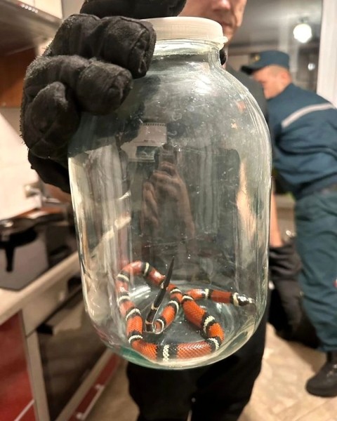 В Гомеле экзотическая змея заползла в квартиру на девятом этаже В Гомеле экзотическая змея заползла в квартиру на девятом этаже