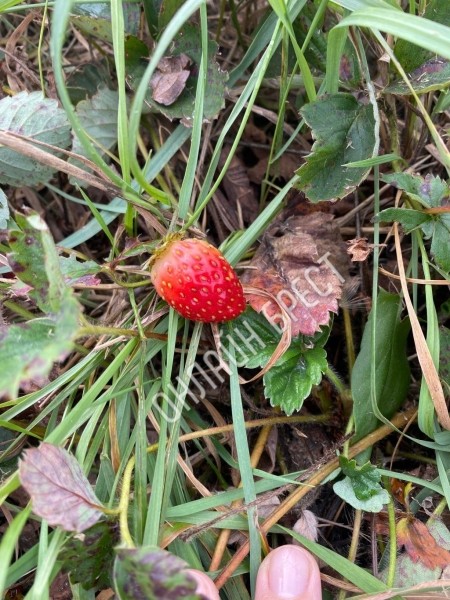 Читатель: Осенняя клубника :)) Фото сделаны сегодня недалеко от Бреста
Читатель: Осенняя клубника :)) Фото сделаны сегодня недалеко от Бреста
