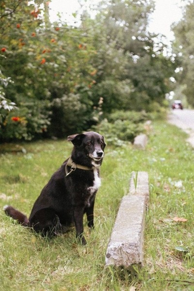 До слез. В Гомеле сняли фото о чувствах бездомных животных До слез. В Гомеле сняли фото о чувствах бездомных животных