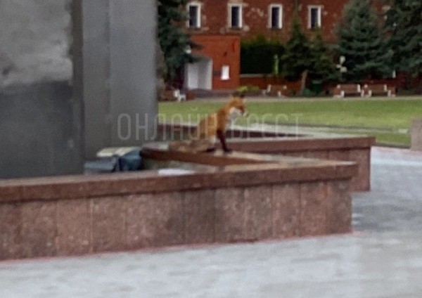 
                Читательница: По Брестской крепости бегает лиса. Уже который день её там замечаю
            