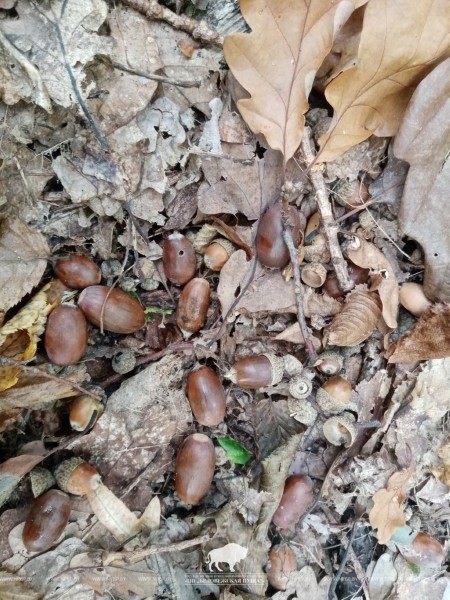 В Беловежской пуще прошел сбор желудей скального дуба