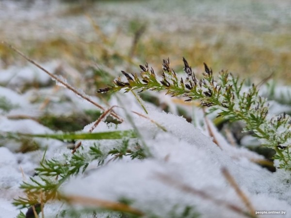 В Беларуси выпал снег