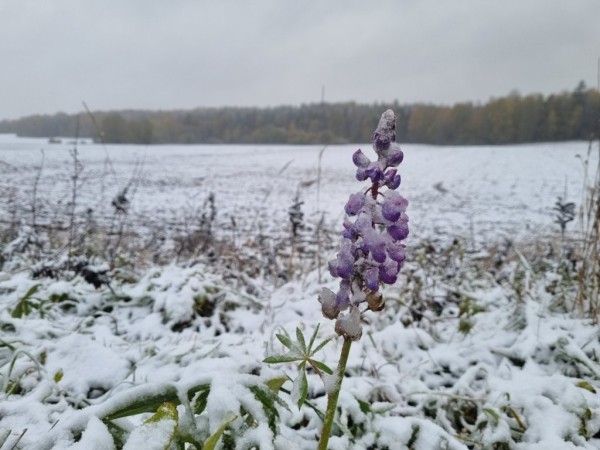 В Беларуси выпал снег