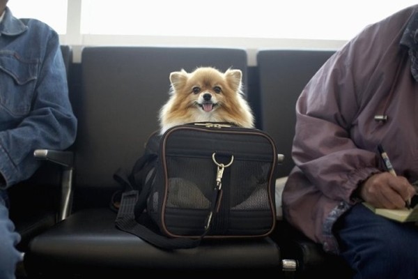 Кинолог назвала породы собак, которых не стоит заводить семьям с детьми Кинолог назвала породы собак, которых не стоит заводить семьям с детьми