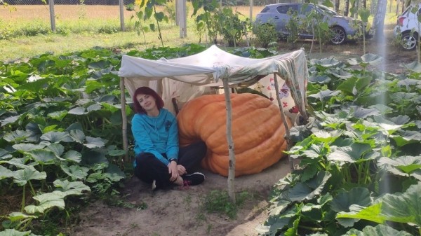 Помните «крошку»-тыкву из Бреста? Она сильно подросла Помните «крошку»-тыкву из Бреста? Она сильно подросла