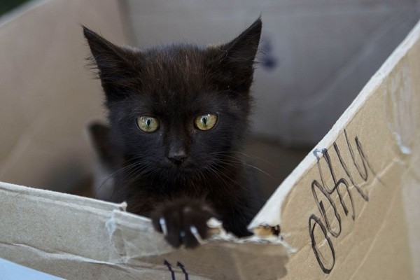 До слез. В Гомеле сняли фото о чувствах бездомных животных До слез. В Гомеле сняли фото о чувствах бездомных животных