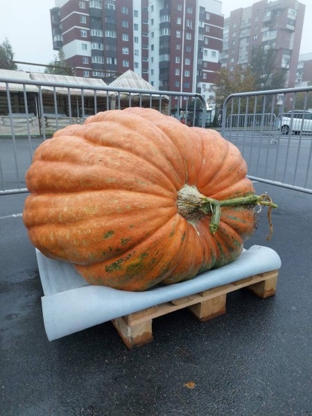 В Бресте на площадке у ТРЦ «Экватор» пройдет праздник Московского района. Программа В Бресте на площадке у ТРЦ «Экватор» пройдет праздник Московского района. Программа