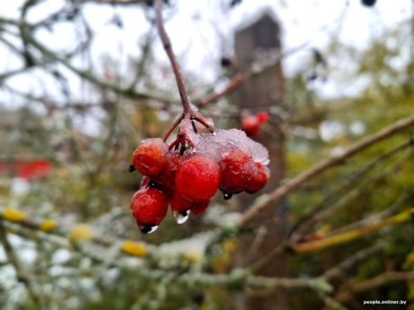 В Беларуси выпал снег