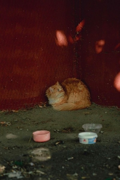До слез. В Гомеле сняли фото о чувствах бездомных животных До слез. В Гомеле сняли фото о чувствах бездомных животных