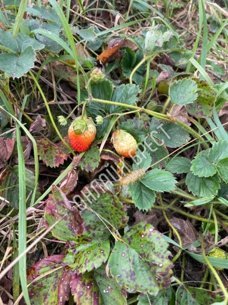 Читатель: Осенняя клубника :)) Фото сделаны сегодня недалеко от Бреста
Читатель: Осенняя клубника :)) Фото сделаны сегодня недалеко от Бреста