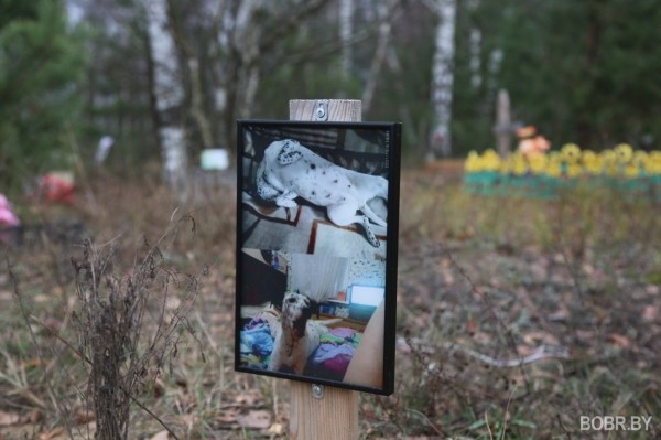 «Чипашка, спасибо за службу». Как выглядит стихийное кладбище домашних животных в Бобруйске