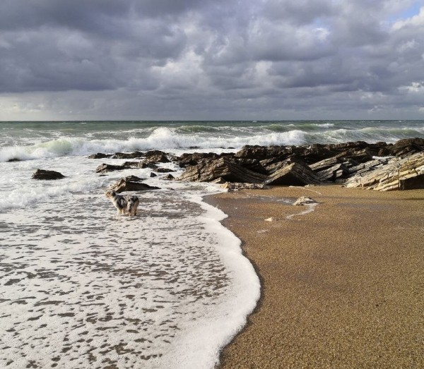 «Да хоть с крокодилом! Главное, чтобы в кабине было чисто!» Белоруска ушла в дальнобой и ездит... с собакой