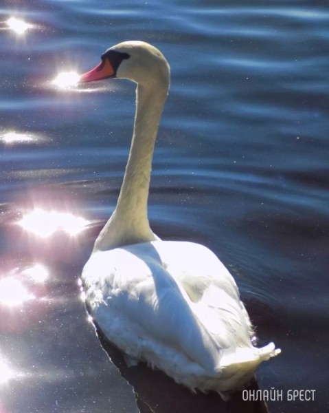 
                Читатель: Немного красоты в ленту
            