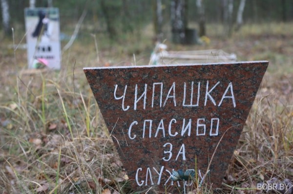 «Чипашка, спасибо за службу». Как выглядит стихийное кладбище домашних животных в Бобруйске