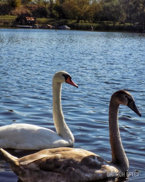 
                Читатель: Немного красоты в ленту
            