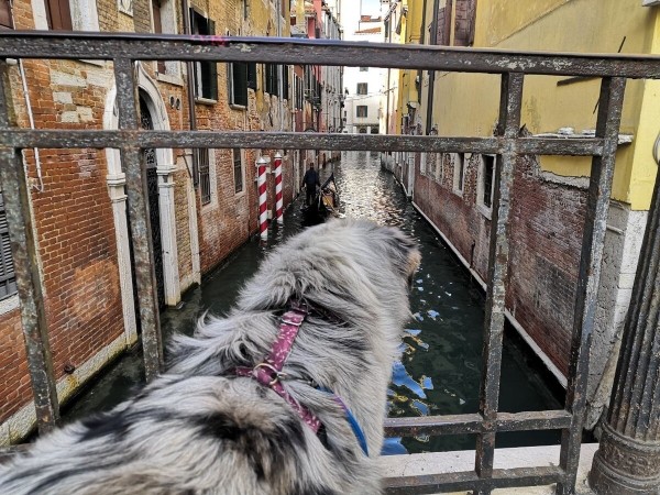 «Да хоть с крокодилом! Главное, чтобы в кабине было чисто!» Белоруска ушла в дальнобой и ездит... с собакой