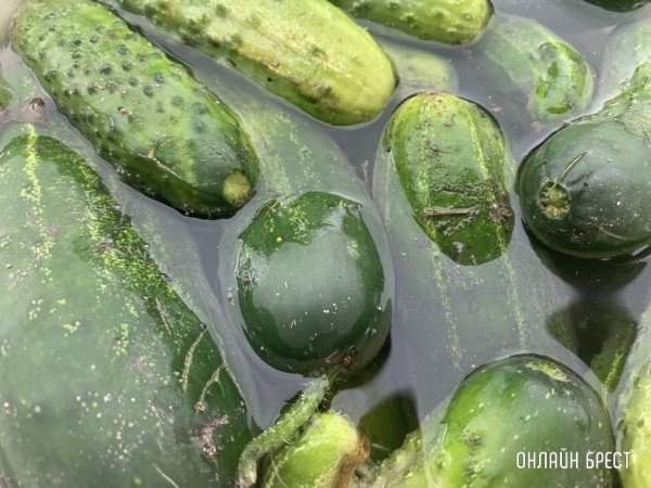 МАРТ начал работу с торговыми сетями по поставкам белорусских огурцов в межсезонье МАРТ начал работу с торговыми сетями по поставкам белорусских огурцов в межсезонье