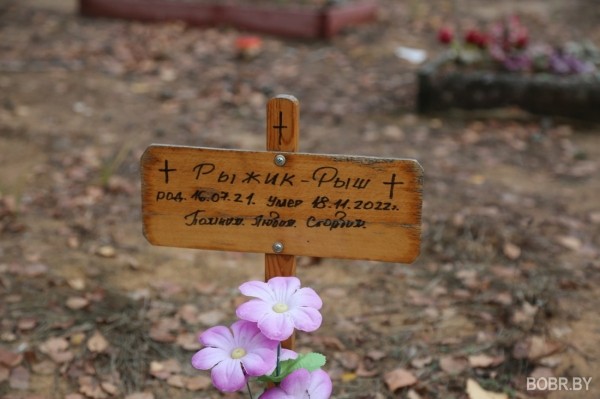 «Чипашка, спасибо за службу». Как выглядит стихийное кладбище домашних животных в Бобруйске