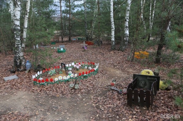 «Чипашка, спасибо за службу». Как выглядит стихийное кладбище домашних животных в Бобруйске