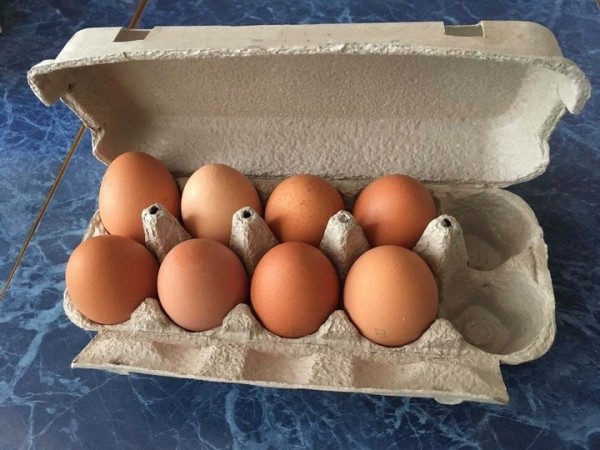 Может ли вылупиться цыпленок из магазинного яйца?