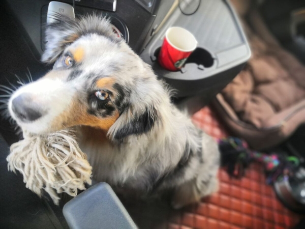 «Да хоть с крокодилом! Главное, чтобы в кабине было чисто!» Белоруска ушла в дальнобой и ездит... с собакой