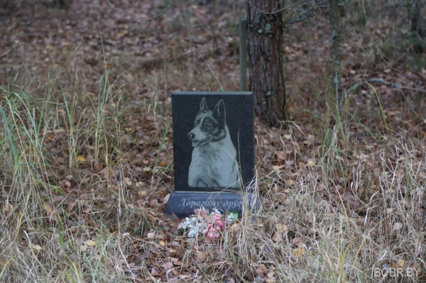 «Чипашка, спасибо за службу». Как выглядит стихийное кладбище домашних животных в Бобруйске