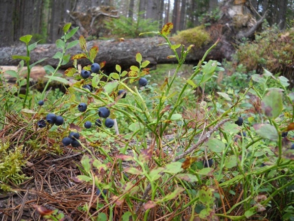 Пенсионерка из Березовского района на сборе ягод в день зарабатывает более 50 рублей Пенсионерка из Березовского района на сборе ягод в день зарабатывает более 50 рублей