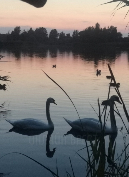 Читатель: Брест, Красный двор
Читатель: Брест, Красный двор