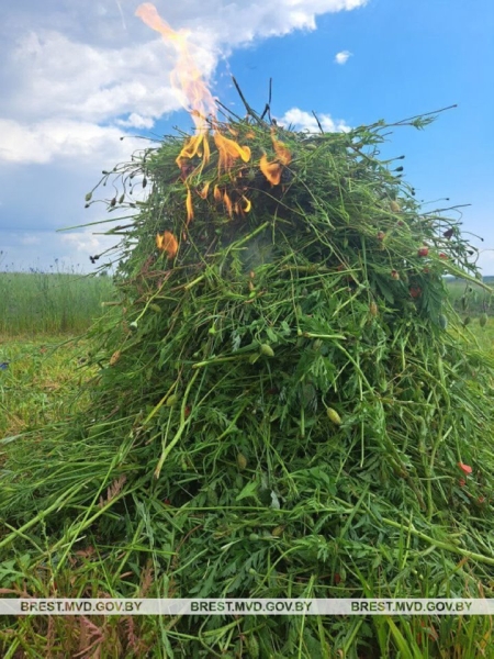В Бресте уничтожили 150 килограммов дикорастущего мака