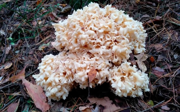 Необычный гриб увидел житель Брестской области