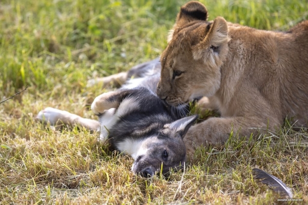 В минском зоопарке ко львенку, потерявшему маму, подселили щенка