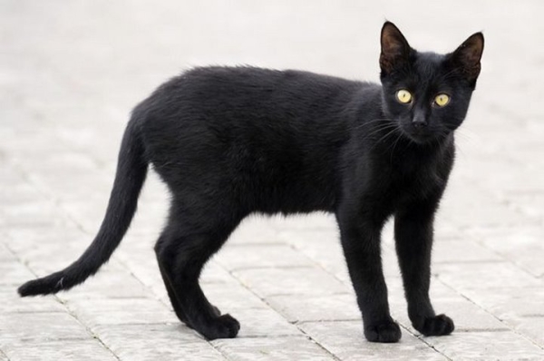 Житель Брестской области: почему люди верят в приметы, хотя это научно не доказано? Житель Брестской области: почему люди верят в приметы, хотя это научно не доказано?