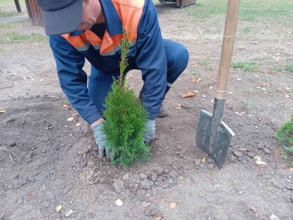 Власти Бреста просят жителей города не заниматься озеленением самовольно Власти Бреста просят жителей города не заниматься озеленением самовольно