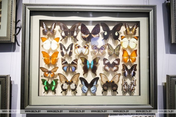 «Порхающие цветы». Выставку бабочек презентовали в Бресте «Порхающие цветы». Выставку бабочек презентовали в Бресте