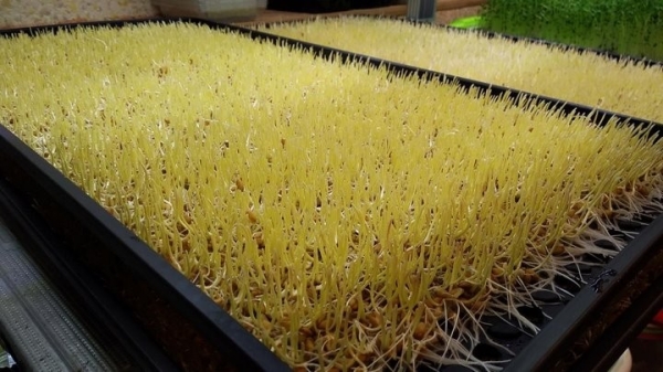 «С финансированием фермы помогла теща». Посмотрите, как белорус зарабатывает на микрозелени