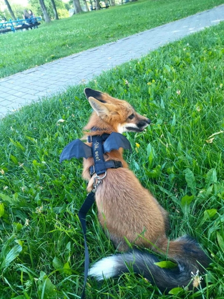 Белоруска завела дома настоящую лису