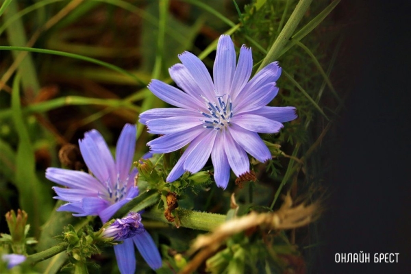 
                Читатель: Вот такую красоту можно увидеть в Малорите
            
